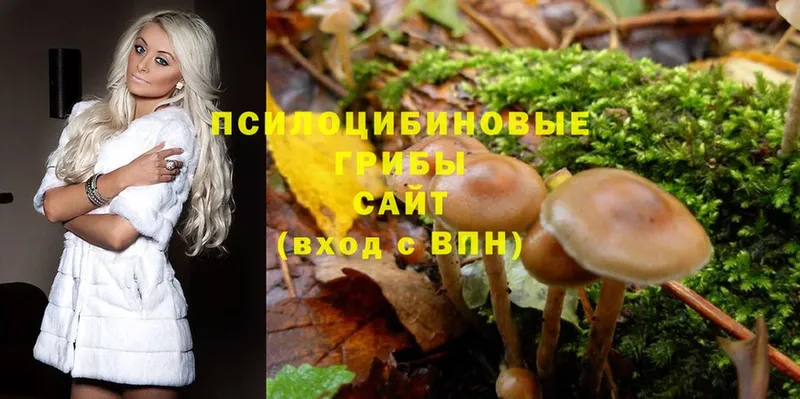 Галлюциногенные грибы Psilocybe Аргун