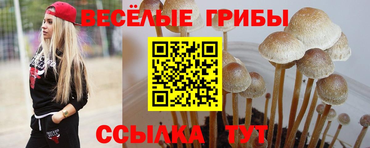 Псилоцибиновые грибы Psilocybine cubensis Аргун