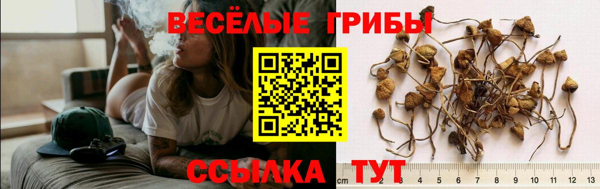 Галлюциногенные грибы прущие грибы Аргун